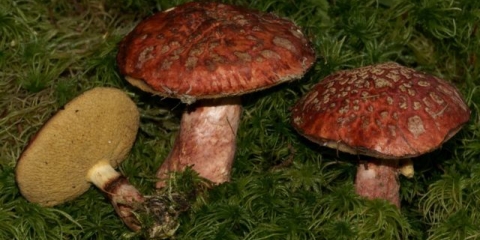 Boletin je izvanredan: kako izgleda i gdje raste, može li se jesti